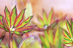 Lehti-lehdet-Lupiinin-lehdet