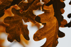 Lehti-lehdet-Periksi-antanut