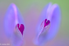 Minimalismia-Sydamelliset