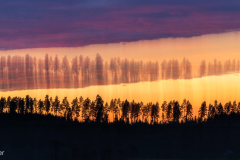 Rytmi-Puiden-iltamarssi