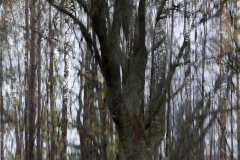 Patapuron-_ulkoilualue