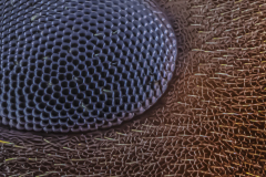 Kusiaisen karvainen silmä