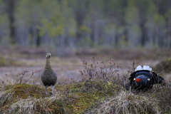 Nyt on teerikukon näytön paikka