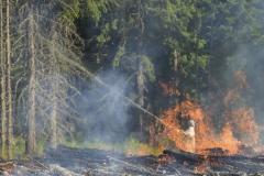 Vettä kuiville puille